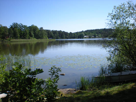 Näckrosor
